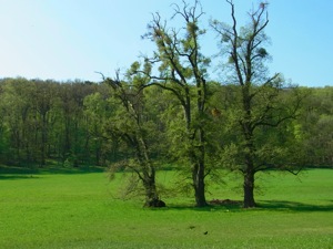 Plötzleinsdorfer Park