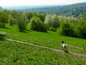 Wiese