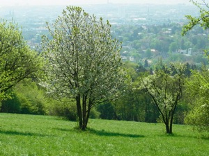 Wiese