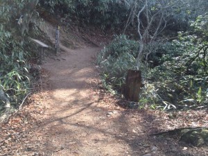 紅葉谷道に出たところ。右の朽ちかけた切り株の下から出てきた。
