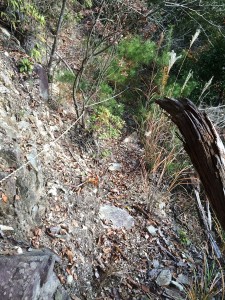 かなり急な斜面をトラバースする巻道。