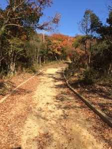 奥之院への遊歩道。